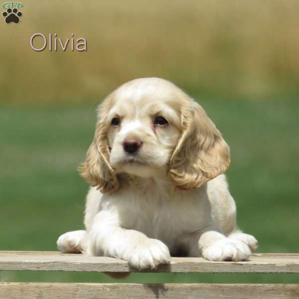 Olivia, Cocker Spaniel Puppy